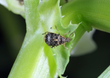 Strąkowiec grochowy – komunikat IOR, 25.05.2022 r.