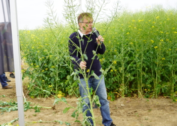 Akademia Rzepaku w stacji hodowanej NPZ Lembke w Goli k. Gostynia