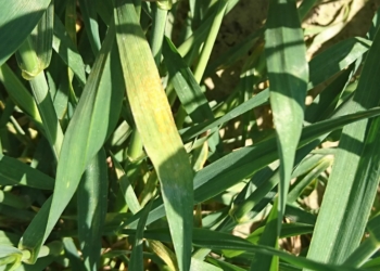 Rdza żółta poważny problem naszych pól