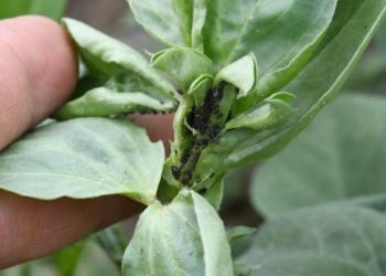 Mszyce na bobiku – komunikat IOR, 25.05.2022