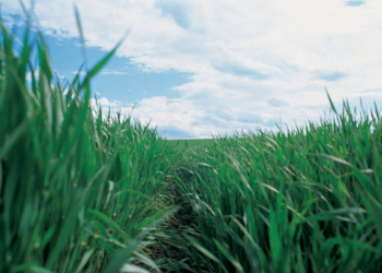 Zabieg T2 w zbożach