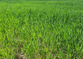 Rdza żółta zbóż i traw