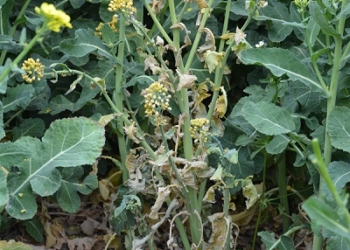 Zgnilizna twardzikowa w rzepaku