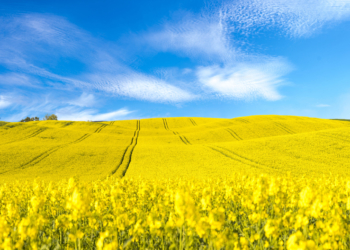 Kryteria wyboru odmian rzepaku w zmieniających się warunkach klimatycznych