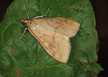 Omacnica prosowianka – pierwsze motyle