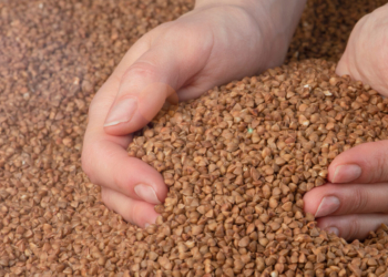 Ekologiczny materiał siewny