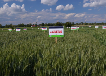 Ponad 100 odmian na Dniu Pola w Spytkówkach