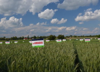 Nowe i popularne odmiany zbóż, rzepaku i mieszanek międzyplonowych