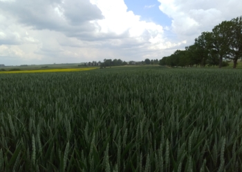 Efektywne wykorzystanie azotu w uprawie pszenicy