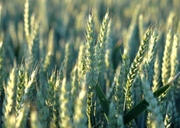 Walka z suszą a dobór odmian