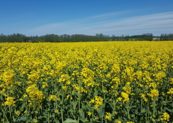 Wybór materiału siewnego to decyzja rolnika
