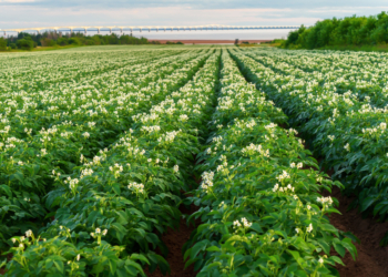 Chroniąc ziemniaki, dbasz o wyższy plon