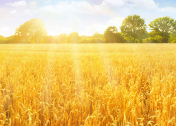 Płodozmian w uprawie rzepaku