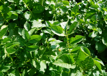 Korzystne zmiany dla producentów ziemniaków