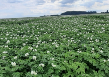 Chroniąc ziemniaki, dbasz o wyższy plon