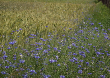 Zwalczanie chwastów w rzepaku