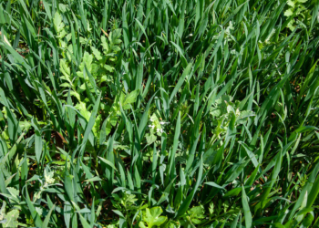 Zwalczanie chwastów w zbożach ozimych