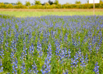 Ochrona roślin strączkowych