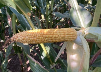 Cechy idealnej odmiany kukurydzy kiszonkowej