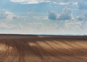 Optymalny termin siewu rzepaku