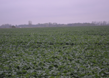 Priorytetowe składniki pokarmowe w jesiennym rozwoju rzepaku