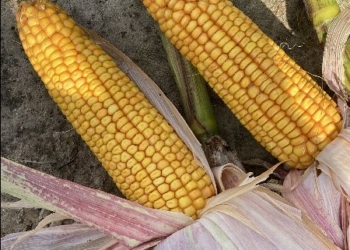 Kiedy zbierać kukurydzę na ziarno?