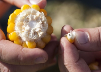Kiedy zbierać kukurydzę na kiszonkę?
