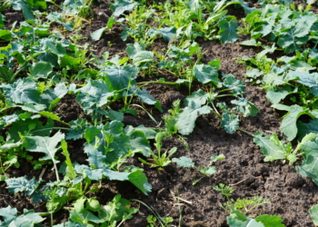 Ochrona fungicydowa i herbicydowa rzepaku ozimego