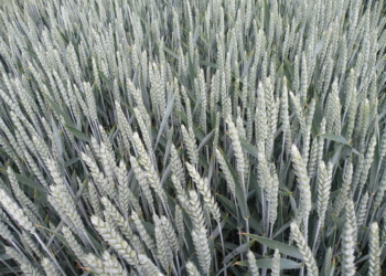 Pszenica ozima – lista odmian zalecanych przez COBORU