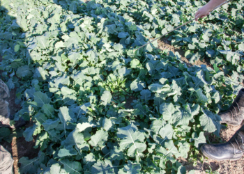 Co warto wiedzieć o stosowaniu graminicydów w rzepaku?