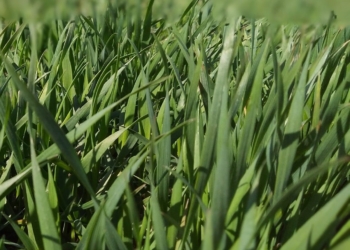 Jesienna walka z chwastami