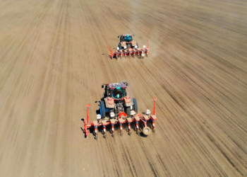 Opóźnione siewy pszenicy