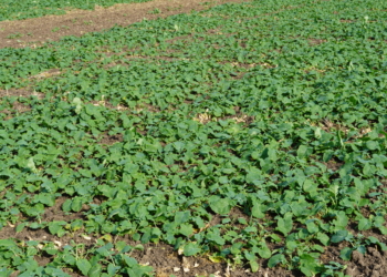 Mszyce na rzepaku – komunikat IOR