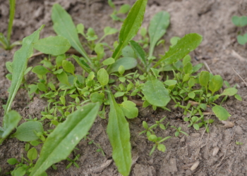 Chwasty dwuliścienne w rzepaku ozimym