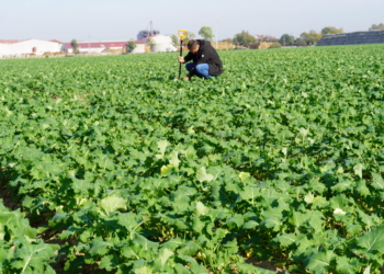 Ocena kondycji roślin oraz jesienne nawożenie rzepaku