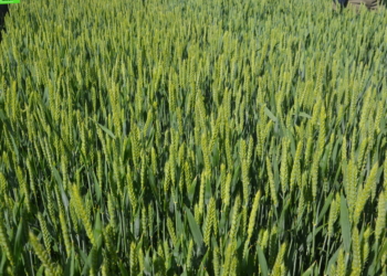 Pszenica przewódkowa – kiedy warto ją uprawiać