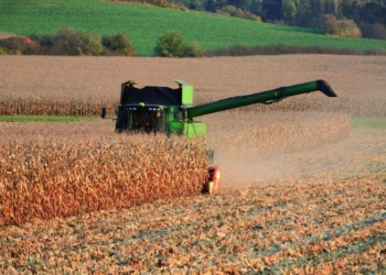 Początek zbioru kukurydzy na ziarno