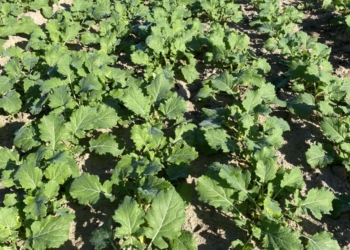 Akademia Rzepaku – lustracja plantacji rzepaku