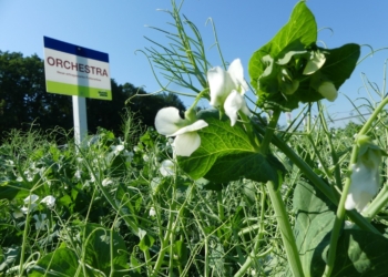 Odmiany grochu siewnego polecane na 2023 rok