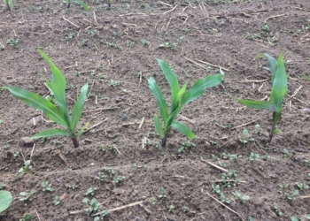 Komfortowy start kukurydzy