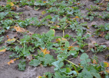 Jak przezimował rzepak – test na przezimowanie roślin