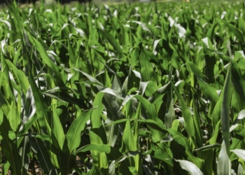 Przeciwdziałanie odporności chwastów w uprawie kukurydzy