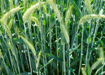 Pszenżyto ozime TADEUS – konkurs Izydory 2023