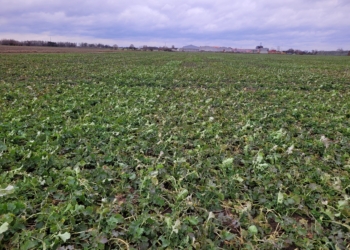 Gdzie można oficjalnie stosować azot na oziminach?