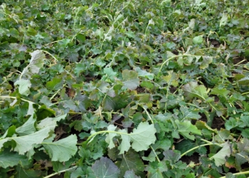 Rzepak po zimie – ocena plantacji i pierwsze zabiegi