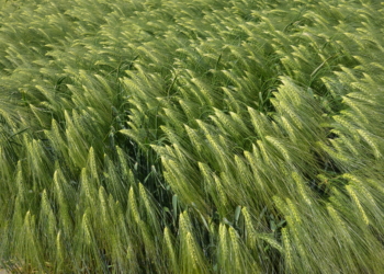 Nowe odmiany zbóż ozimych