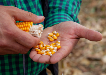 Kompleksowa ochrona kukurydzy