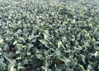 Jak zredukować koszty odżywiania fosforem?