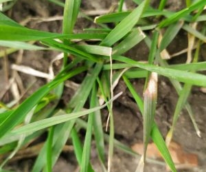 Septorioza paskowana liści pszenicy – komunikat IOR 22.03.2023