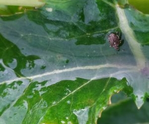 Szkodniki w rzepaku – komunikat IOR – PIB